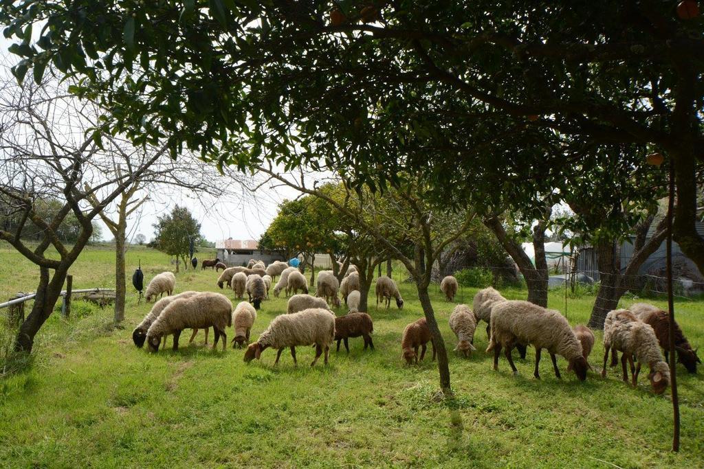 Agriturismo Terra Di Elea Azienda Agricola Di Raimondo Michela Ascea Buitenkant foto